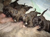 /album/fotogalerie-stenata-puppies/vlkodav-017-jpg/